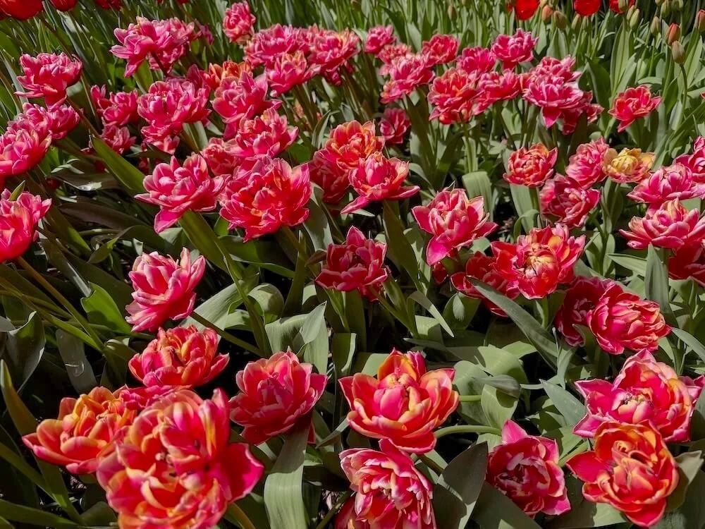 Tulipa 'Columbus' 03.jpeg