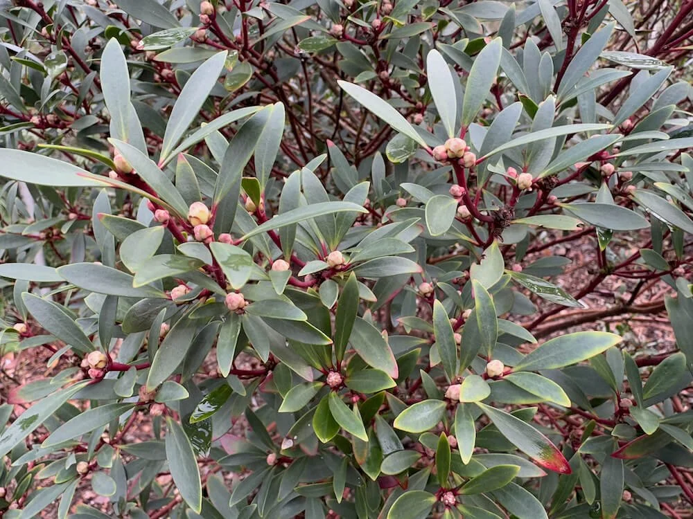 Tasmannia lanceolata 04.jpeg