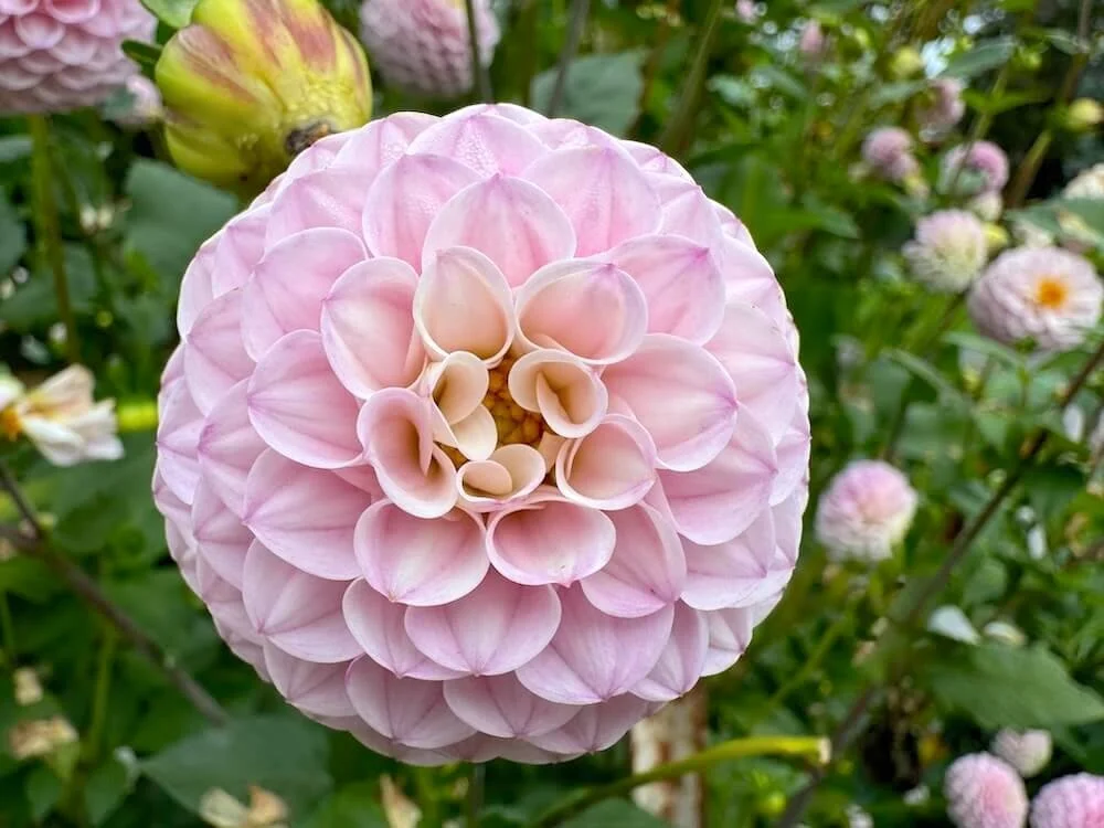 Dahlia 'Wizard of Oz' 02.jpeg