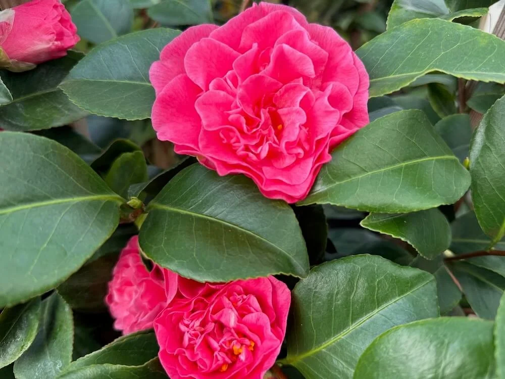 Camellia japonica 'Spellbound' 01.jpeg