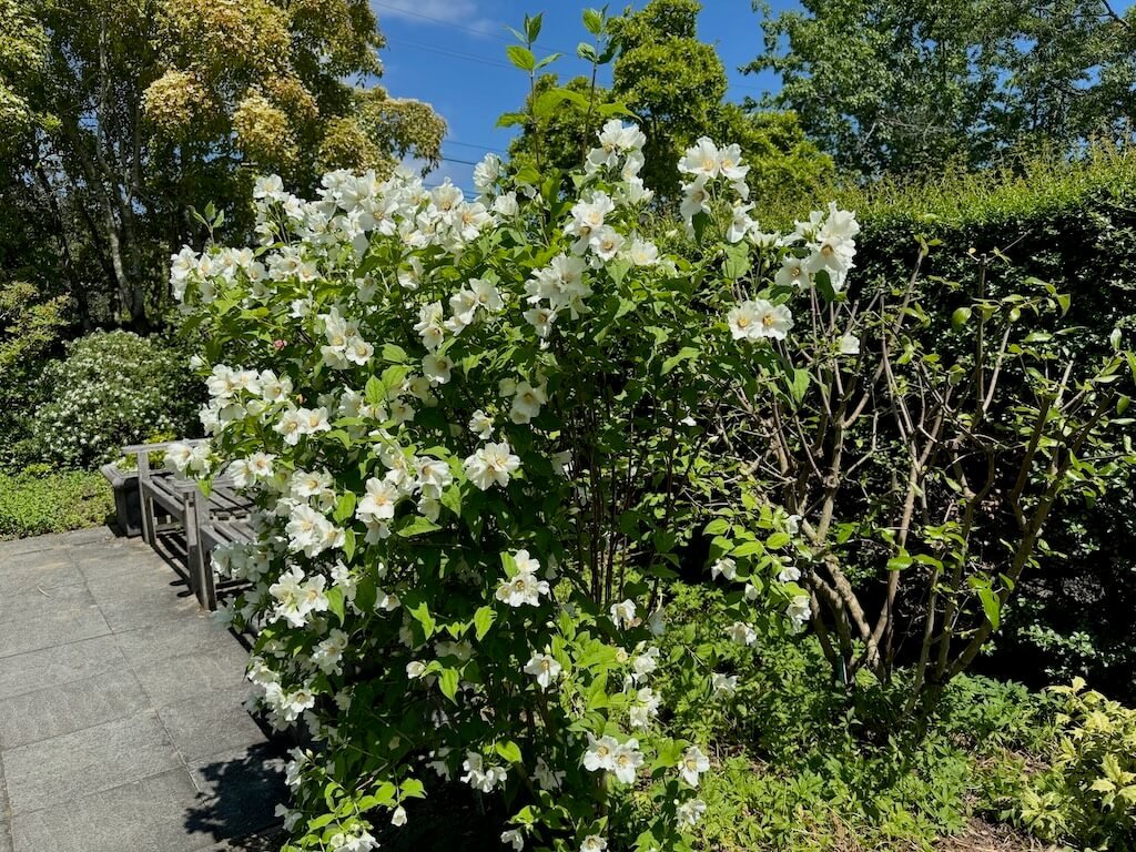 Philadelphus 'Belle Etoile' 03.jpeg