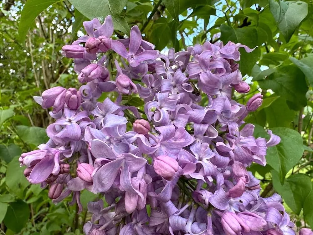 Syringa vulgaris 'Lavender Lady' | Lavender Lady Lilac