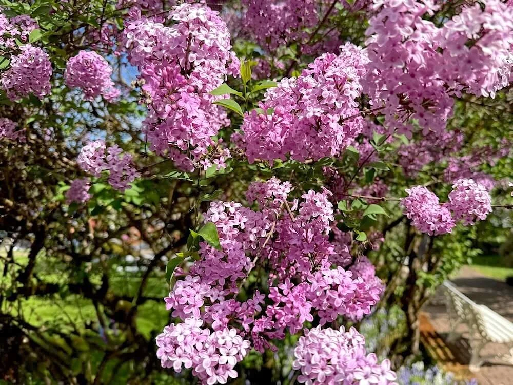 Syringa × chinensis 'Lilac Sunday' 02.jpeg