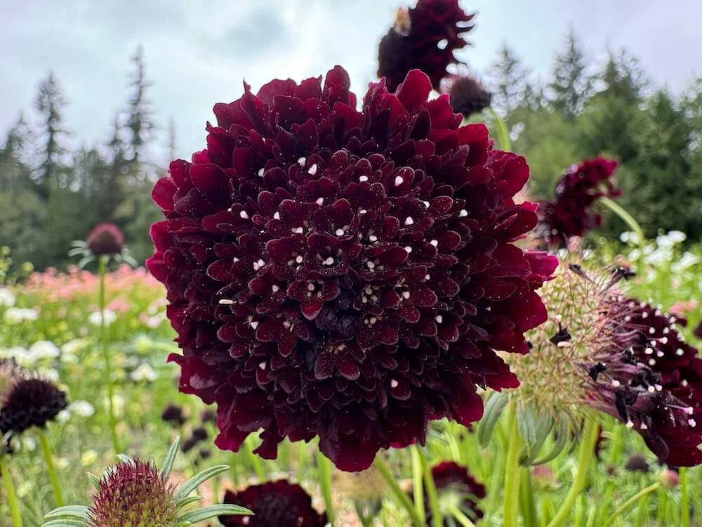 Scabiosa atropurpurea 'Black Cat' 02.jpeg