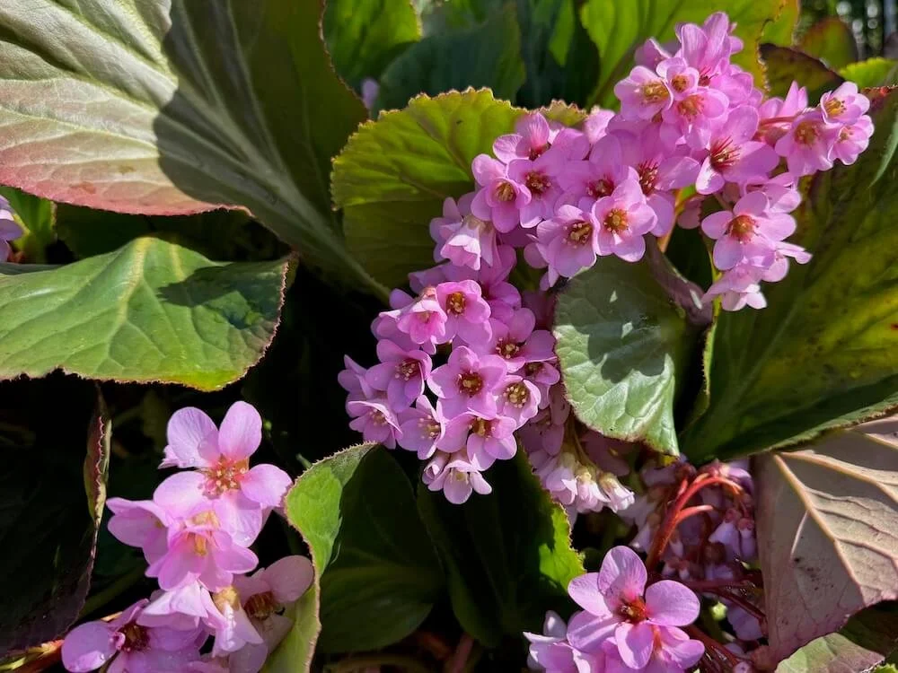 Bergenia cordifolia 02.jpeg