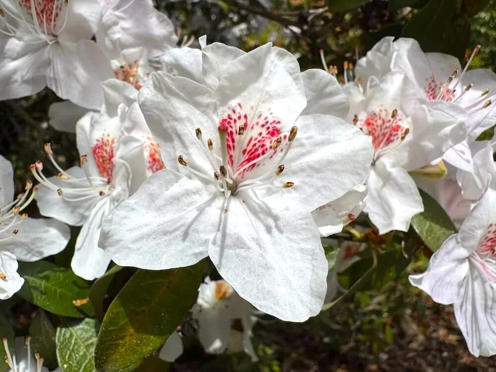 Rhododendron yunnanense 02.jpeg