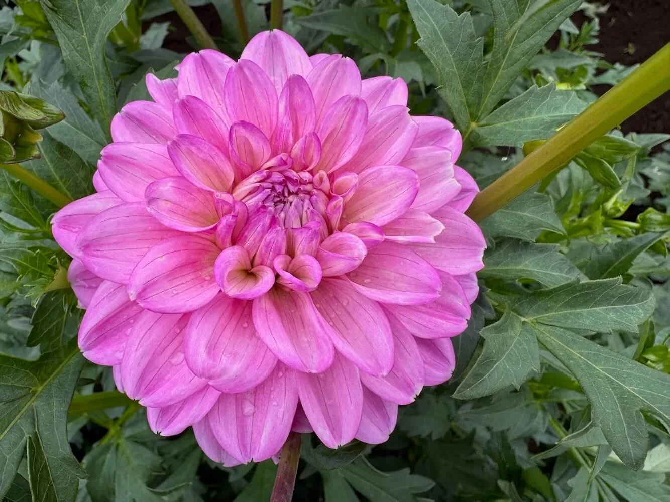 Dahlia 'Heather Feather' 01.jpeg