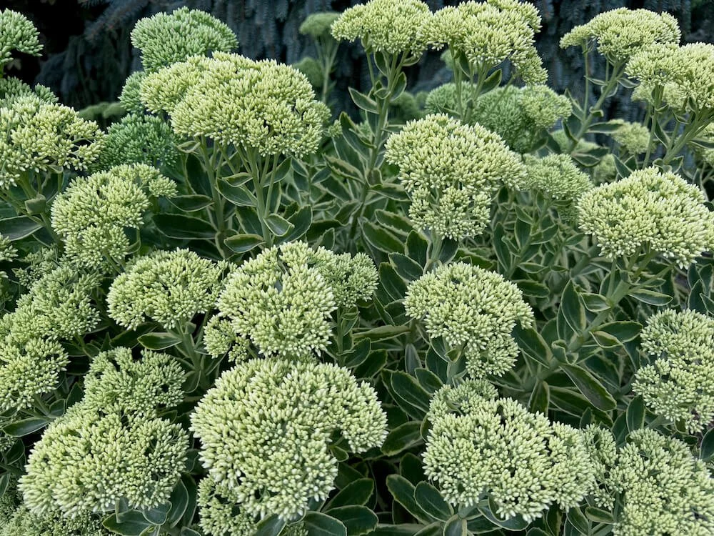 Sedum telephium 'Lajos' 04.jpeg
