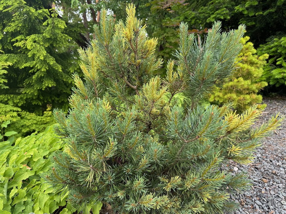 Pinus sylvestris 'Bleu Cheese' 01.jpeg