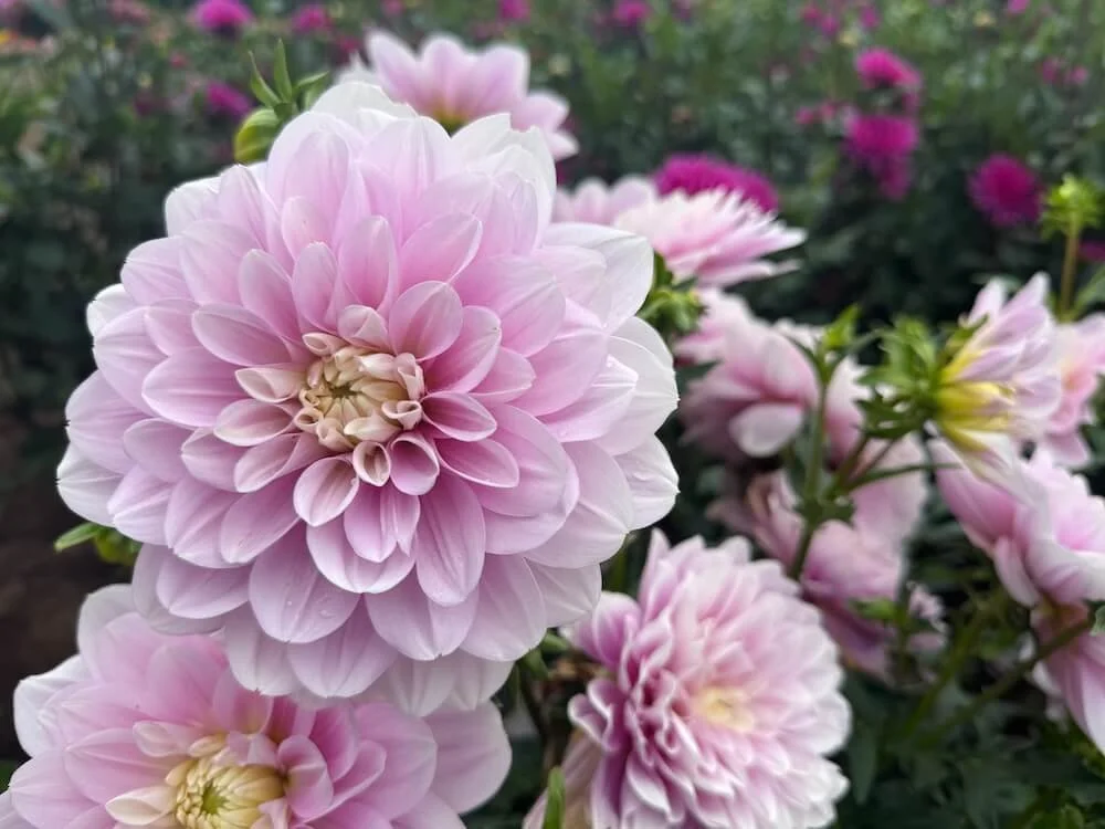 Dahlia 'Randi Dawn' 01.jpeg