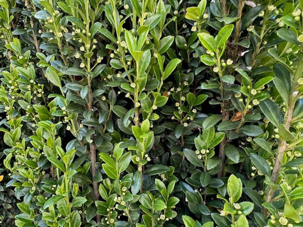 Ilex crenata 'Sky Pencil' 02.jpeg