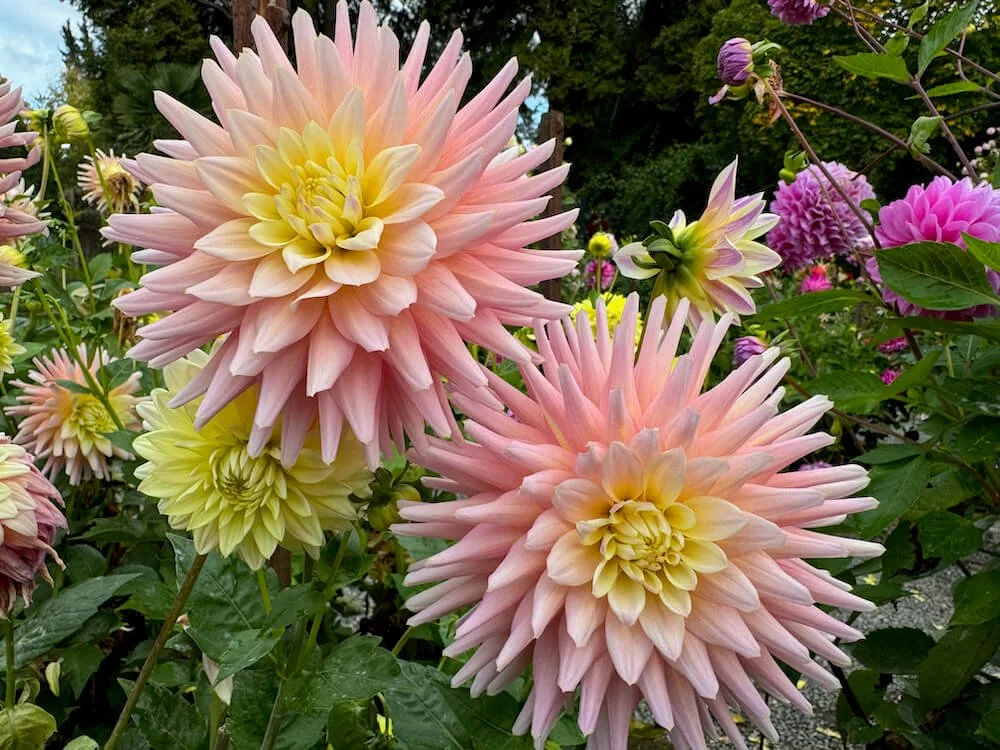 Dahlia 'Clearview Clara Belle' | Clearview Clara Belle Dahlia