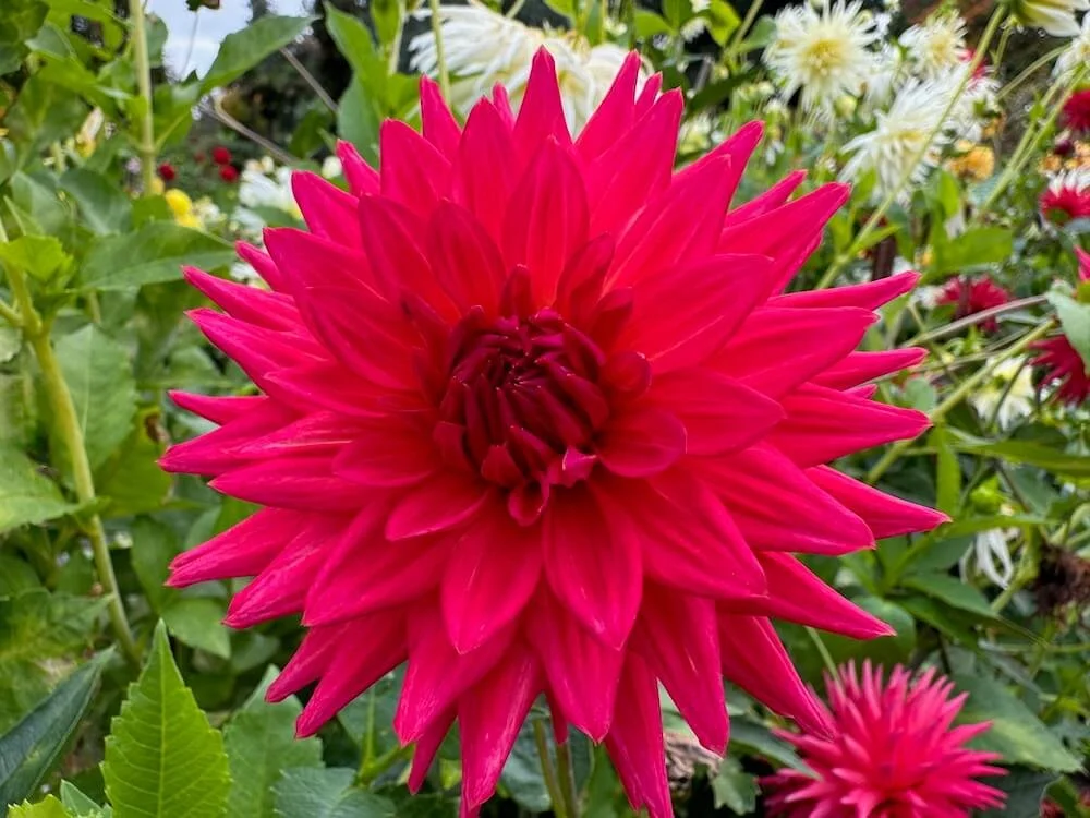 Dahlia 'River's Deb G' 02.jpeg