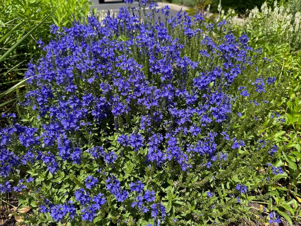 Veronica teucrium 'Royal Blue' 03.jpeg