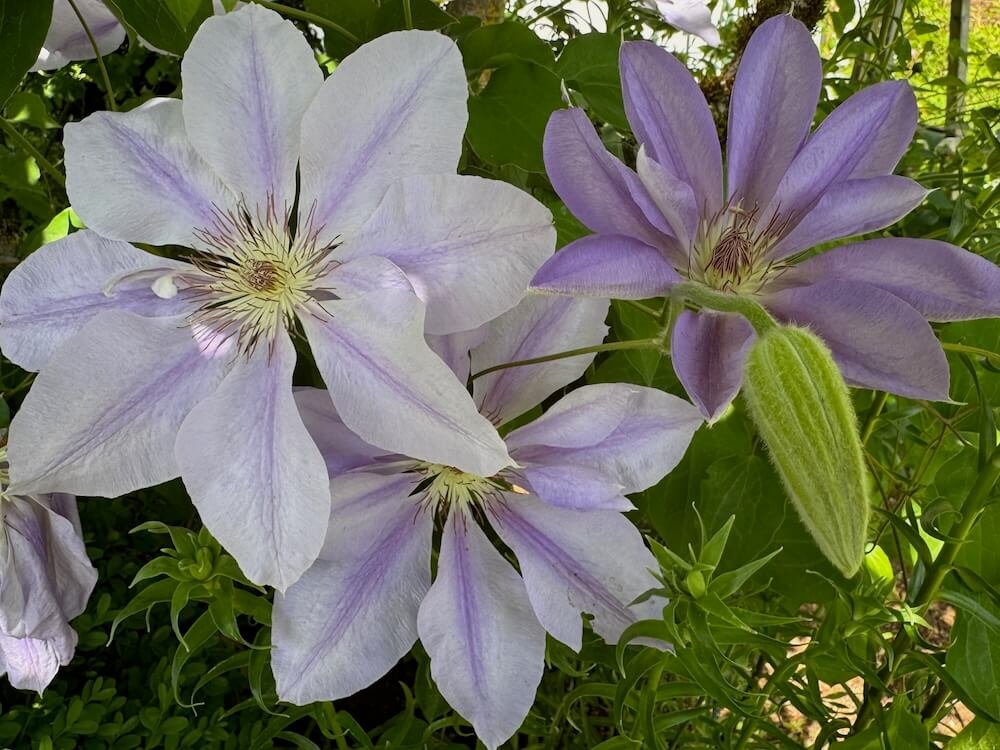 Clematis 'Lady Caroline Nevill' | Lady Caroline Nevill Clematis