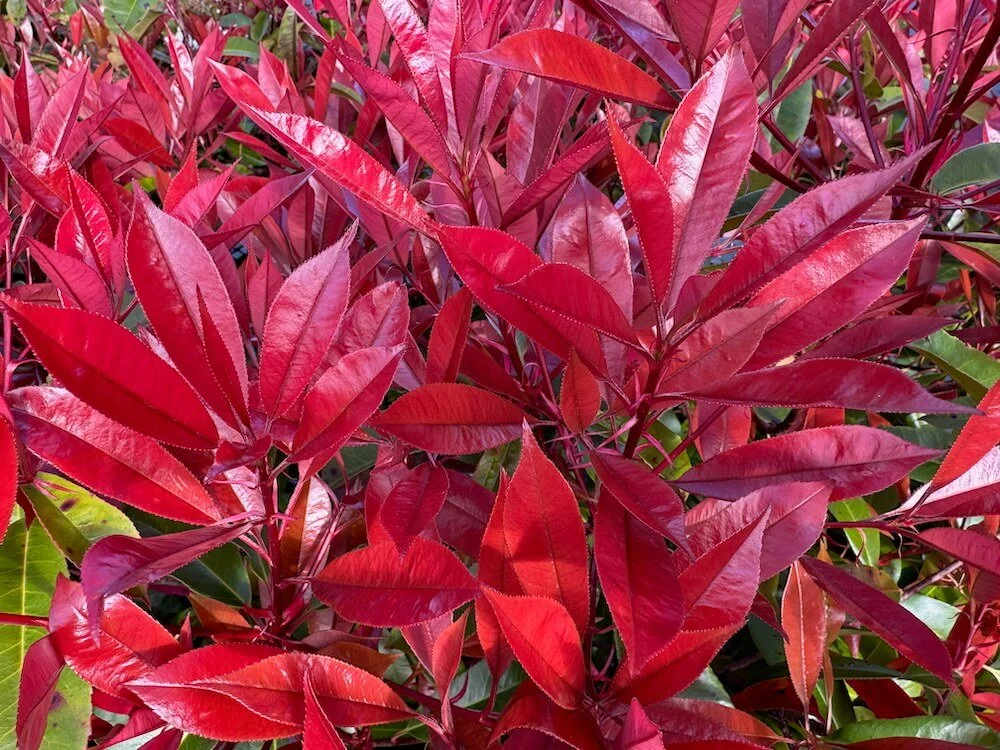 Photinia × fraseri 01.jpeg