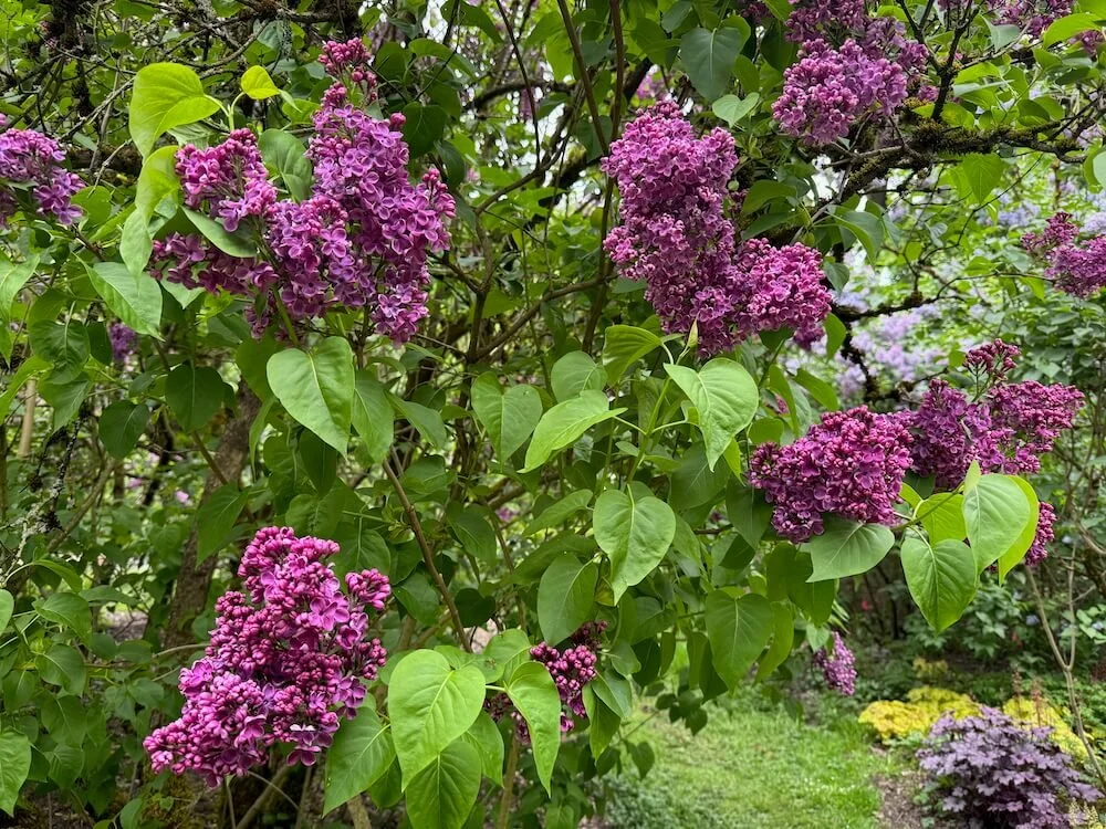 Syringa × hyacinthiflora ‘Declaration’ 02.jpeg
