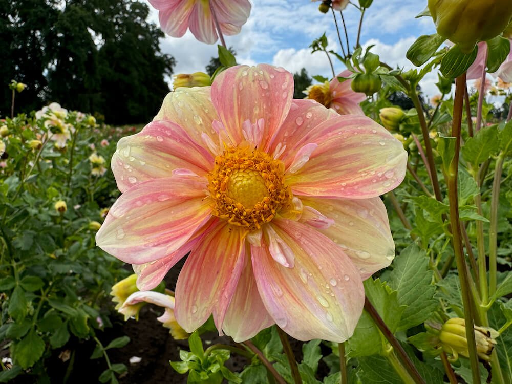 Dahlia 'Appleblossom' 01.jpeg
