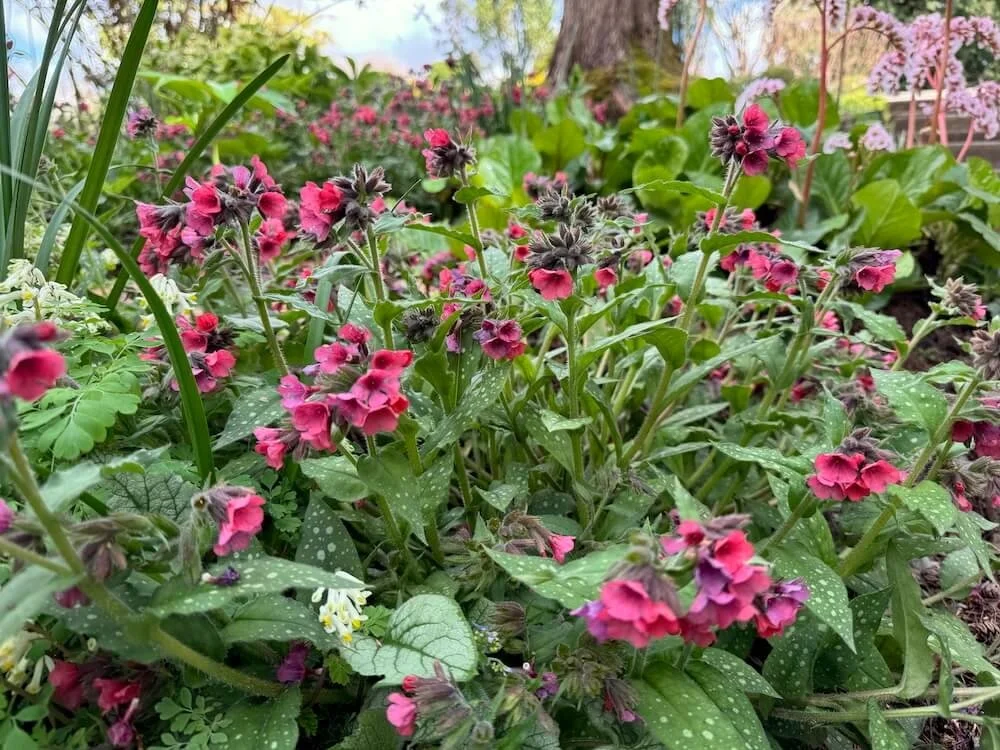 Pulmonaria 'Lisa Marie' 04.jpeg