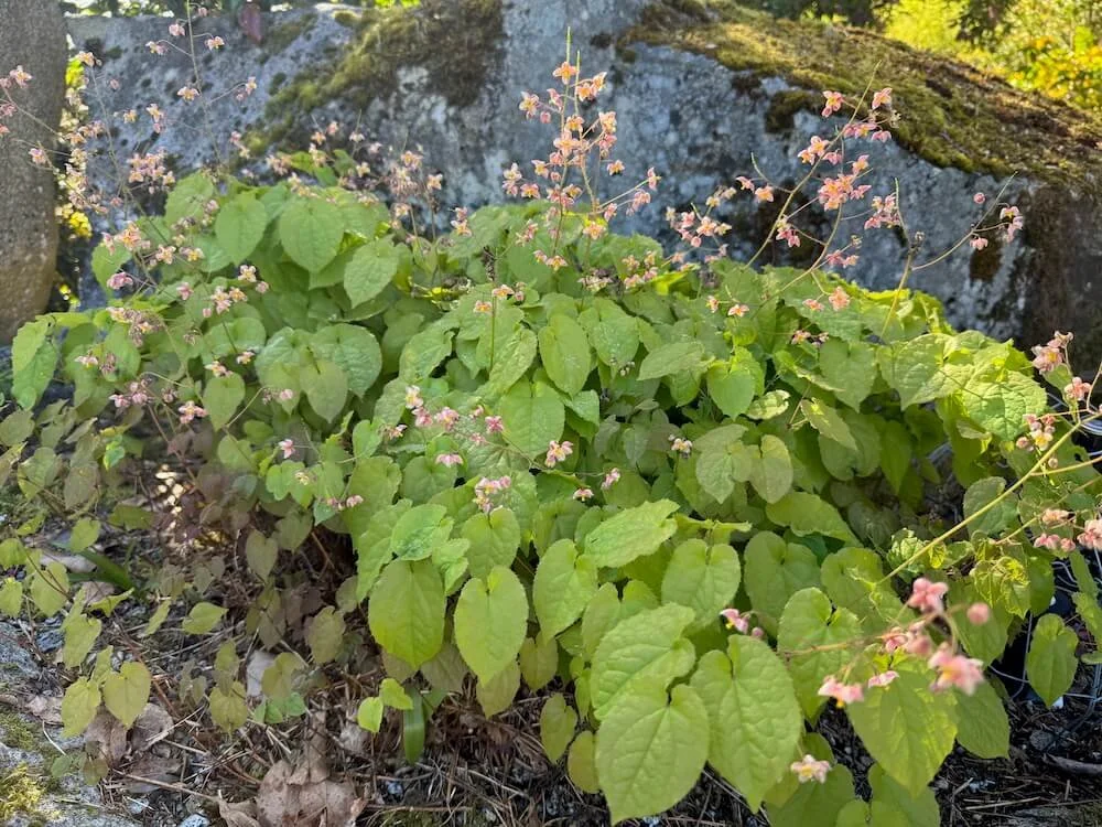 Epimedium x cantabrigiense 'Red Form' 03.jpeg