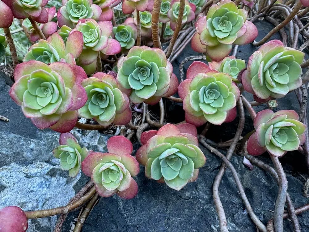 Sedum palmeri 01.jpeg