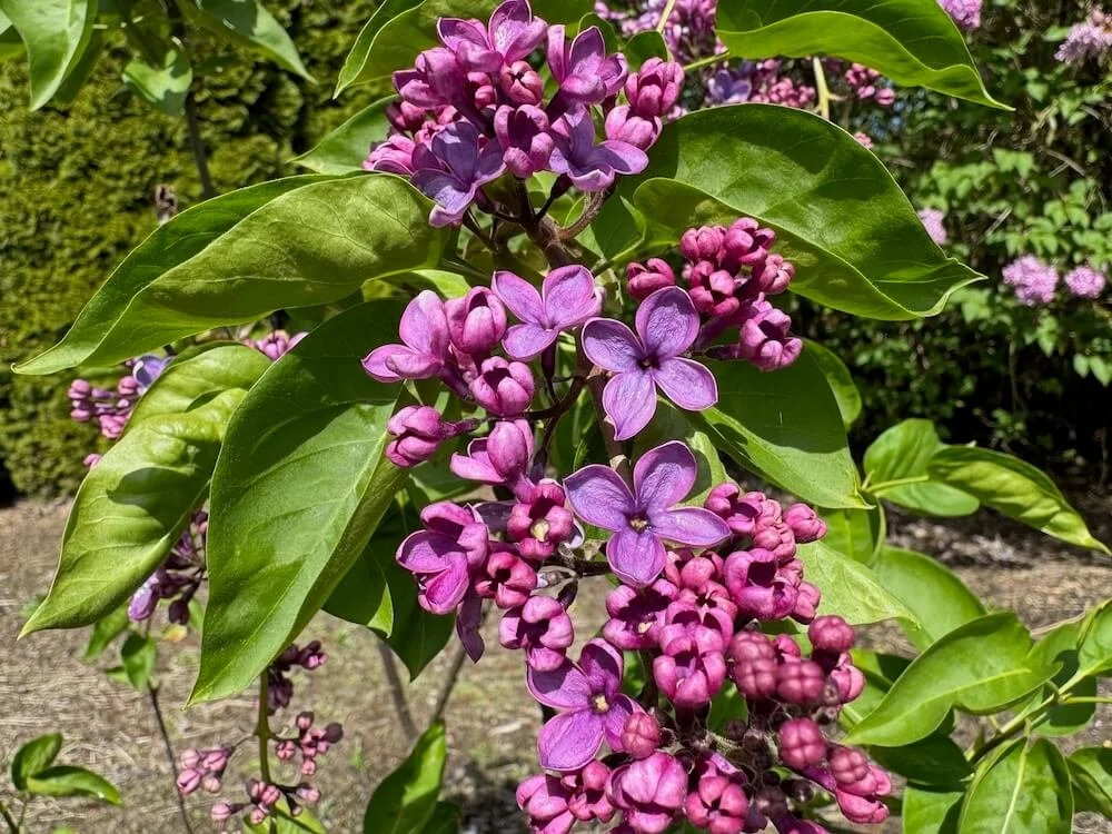 Syringa vulgaris 'Yankee Doodle' | Yankee Doodle Lilac