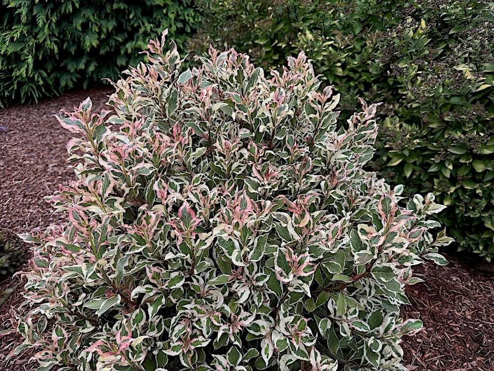 Weigela florida 'Verweig' 03.jpeg