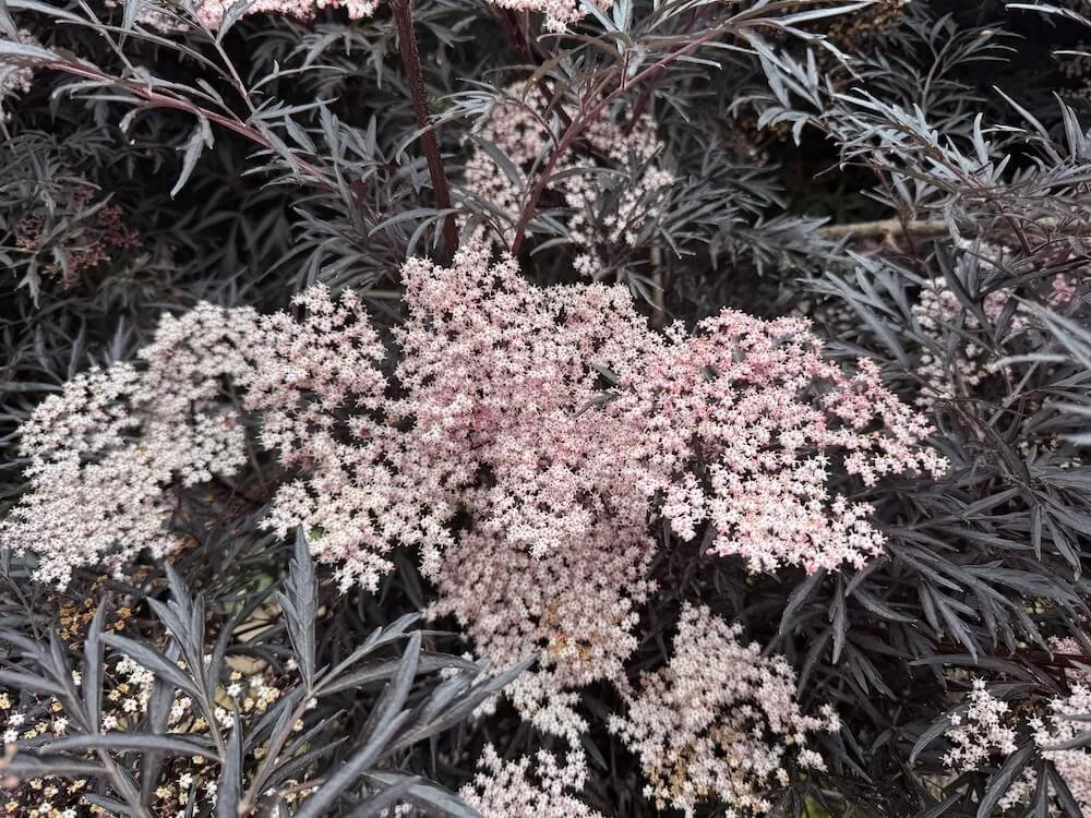 Sambucus nigra 'Eva' 06.jpeg
