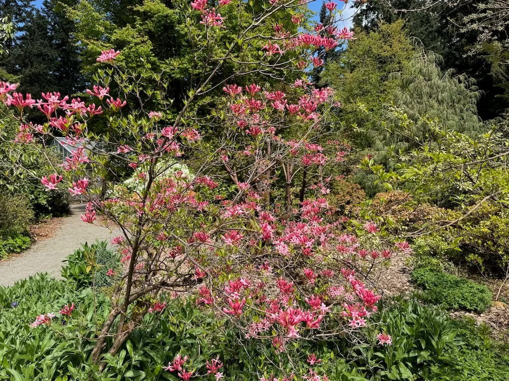 Rhododendron canescens 03.jpeg