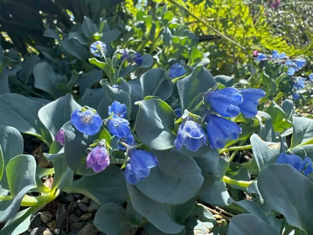 Mertensia maritima 04.jpeg