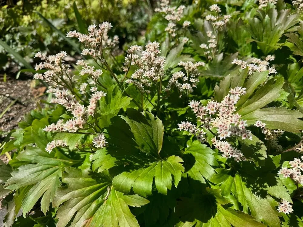 Mukdenia rossii 02.jpeg