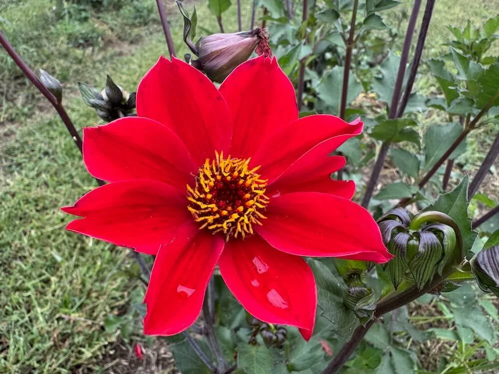 Dahlia 'Red Susan' 01.jpeg