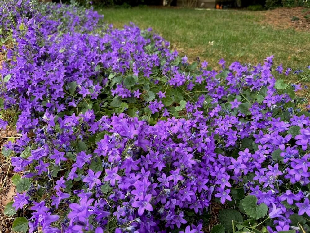 Campanula portenschlagiana 02.jpeg