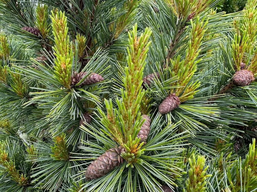 Pinus monticola 'Halloween Broom' 02.jpeg