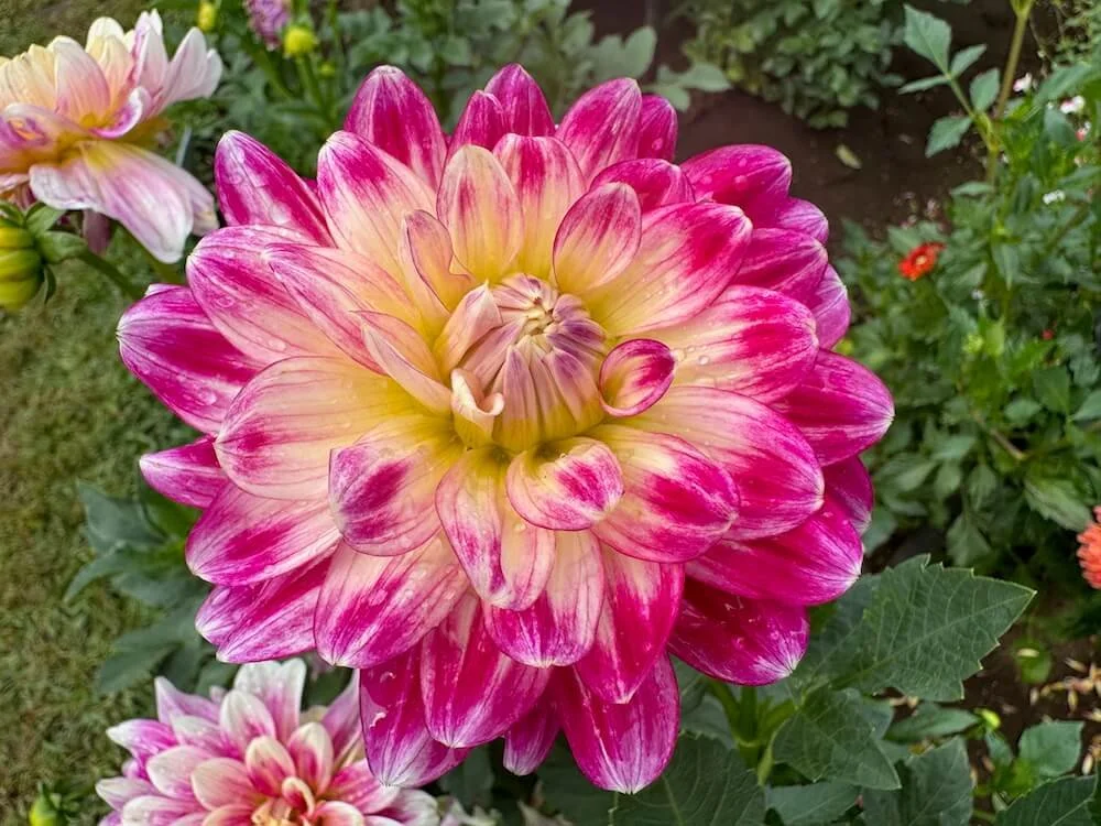 Dahlia 'Mamacita' 07.jpeg