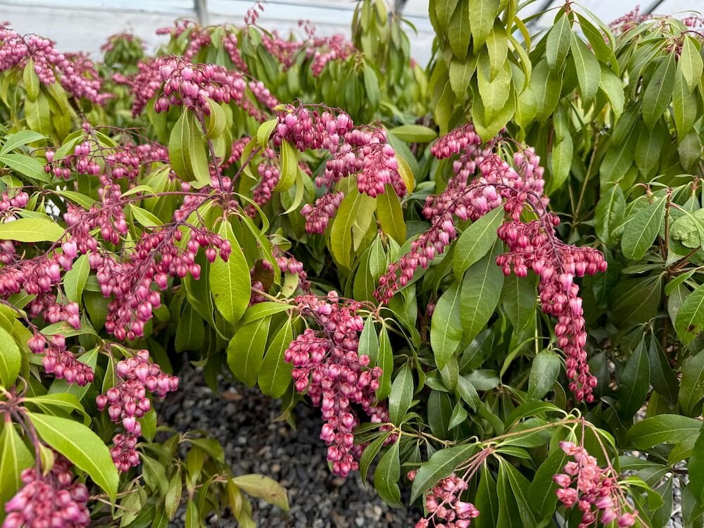 Pieris japonica 'Glowing Hearts' 03.jpeg