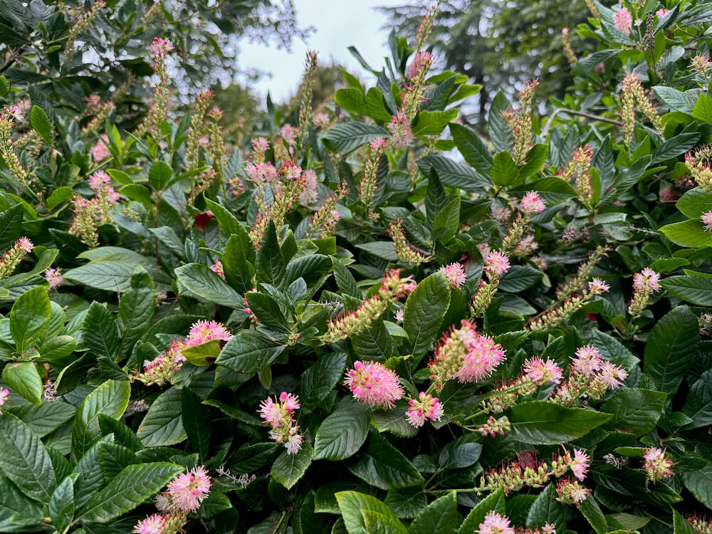 Clethra alnifolia 'Hummingbird' 08.jpeg
