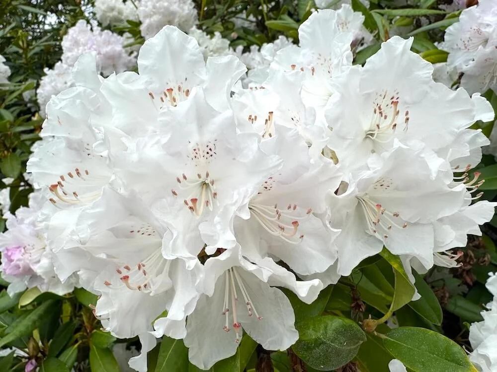 Rhododendron aberconwayi 01.jpeg