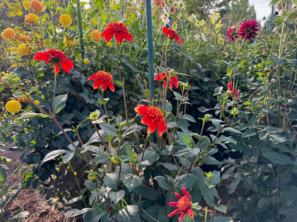 Dahlia 'Lake Hills Sunset' 04.jpeg