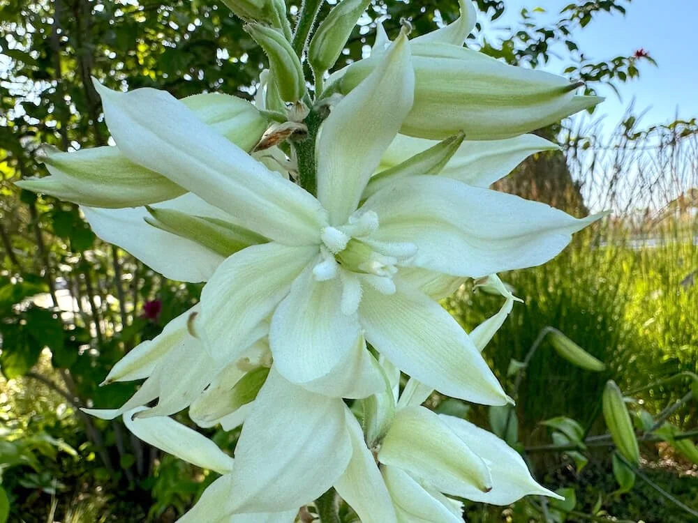 Yucca filamentosa 'Bright Edge' 02.jpeg