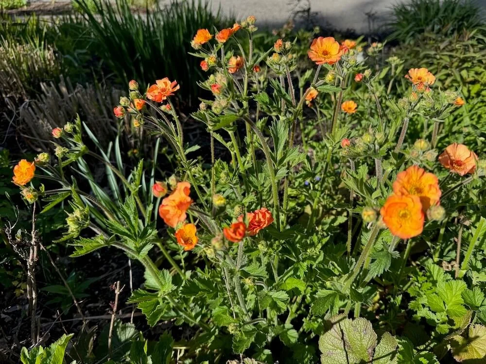 Geum rivale 'Marmalade' 03.jpeg