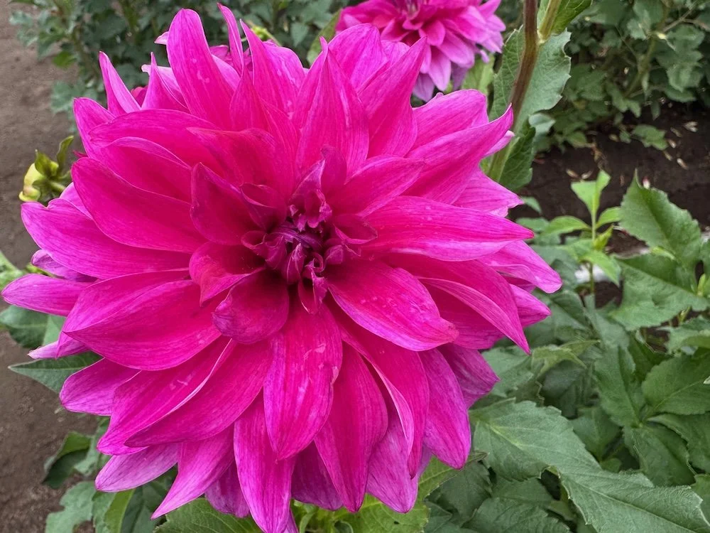 Dahlia 'I'm A Hottie' 02.jpeg