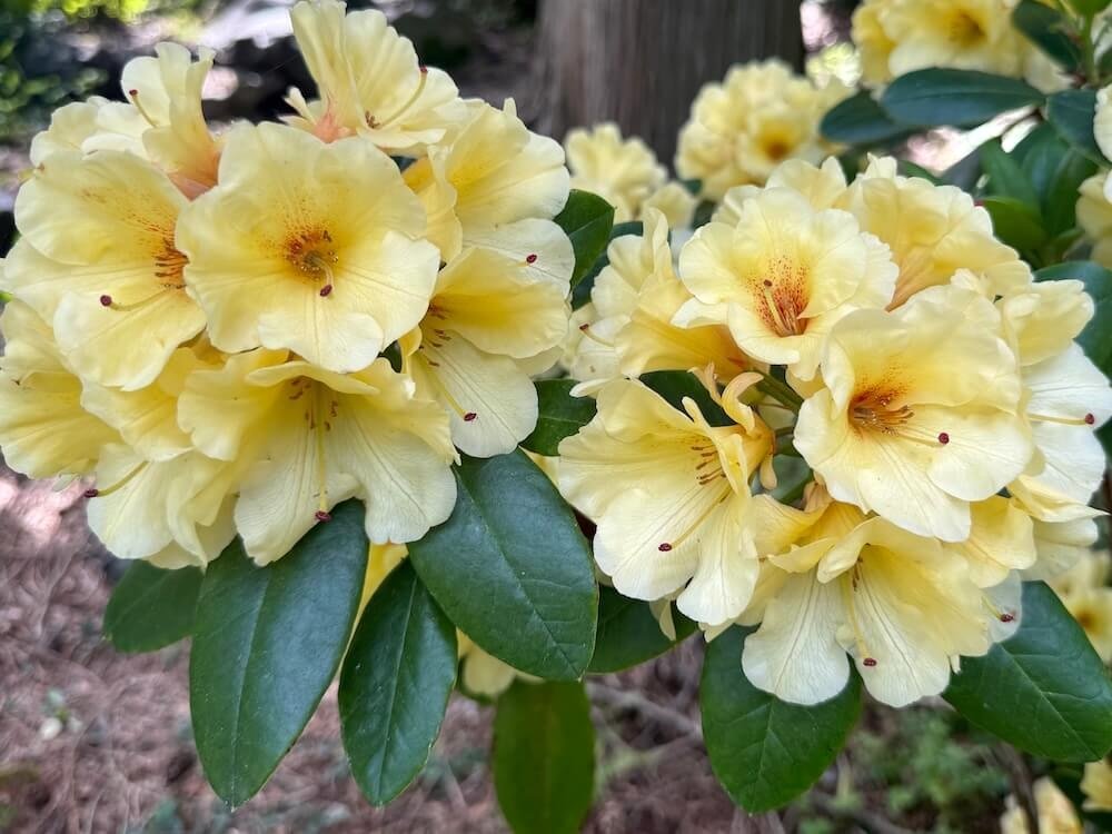 Rhododendron 'Wow' 01.jpeg