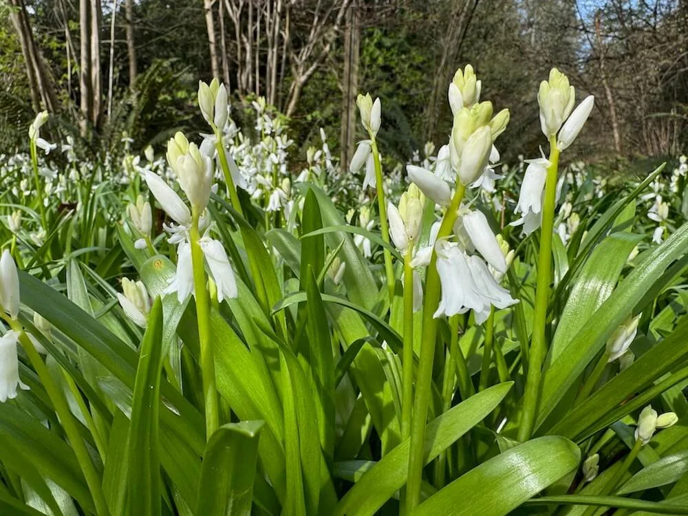 Hyacinthoides hispanica 'Alba' 04.jpeg