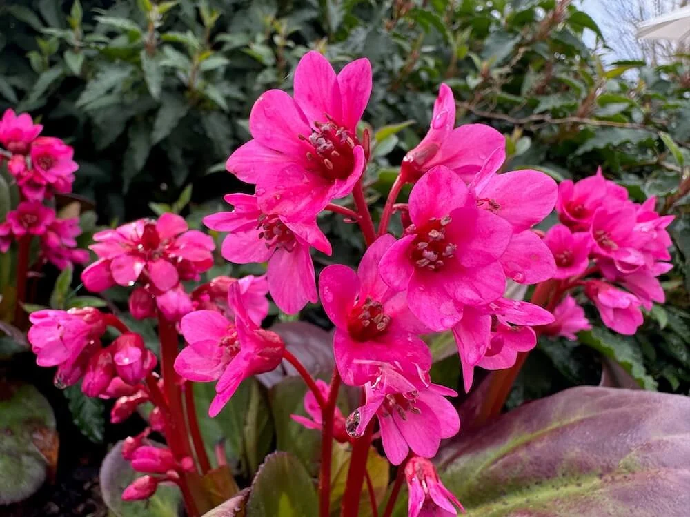 Bergenia 'Flirt' 01.jpeg