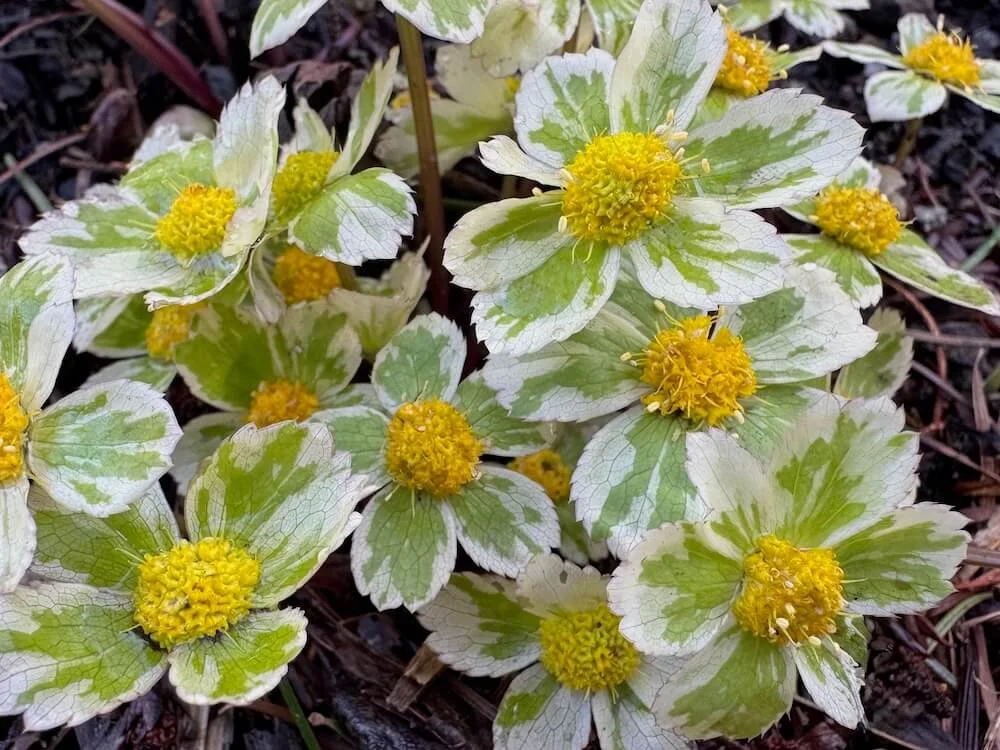Sanicula epipactis 'Thor' | Thor Dwarf Masterwort