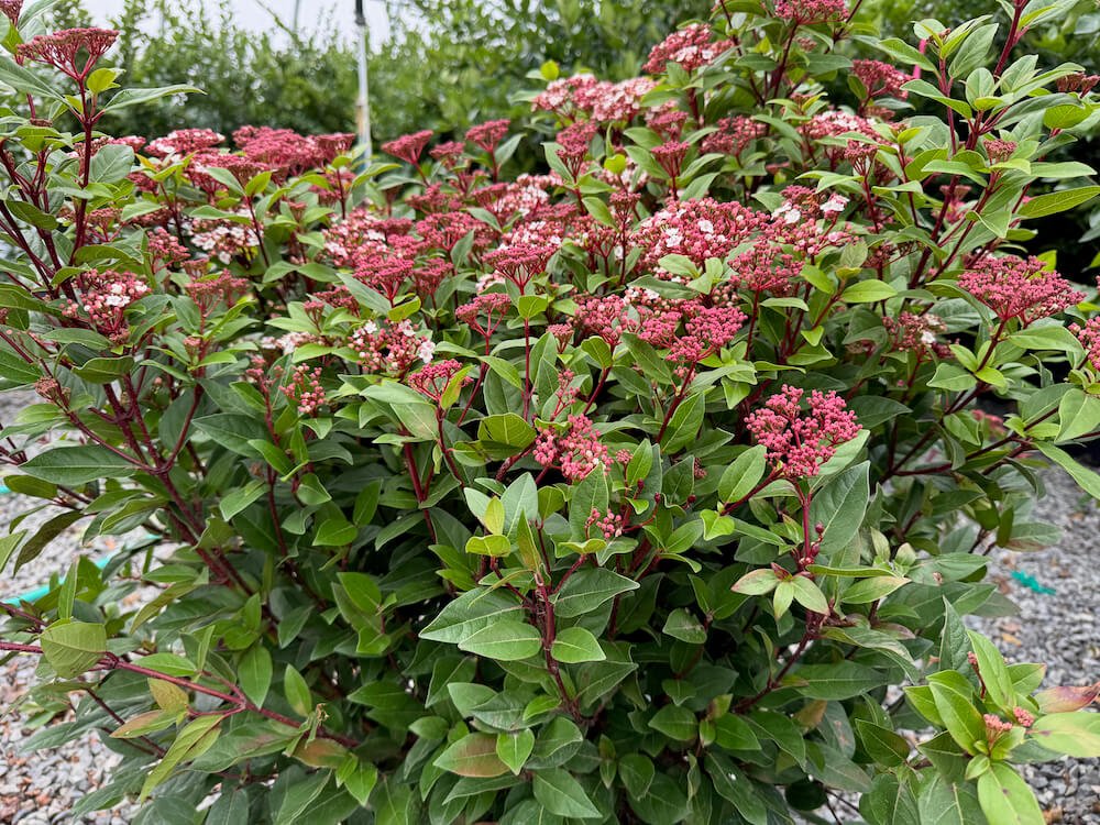 Viburnum tinus 'Spirit' 02.jpeg