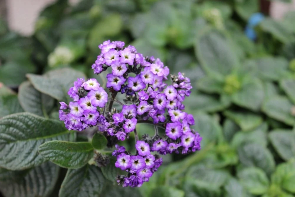 Heliotrope Marino Blue 01.jpg