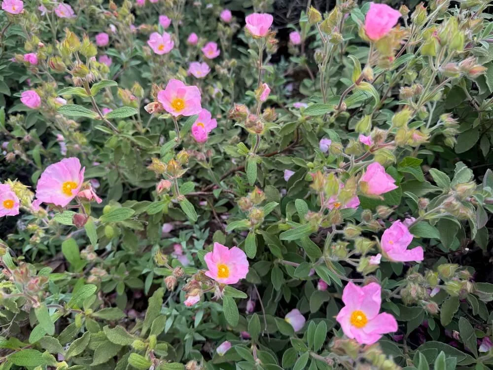 Cistus creticus ssp. incanus 02.jpeg