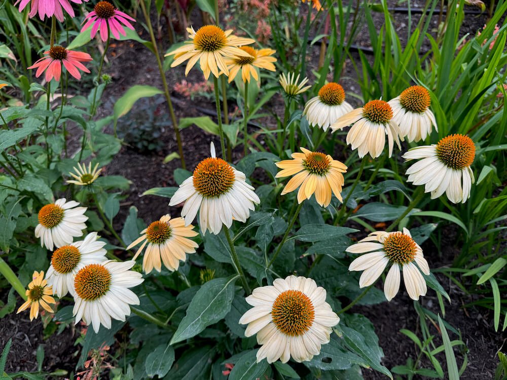Echinacea 'Cheyenne Spirit' 02.jpeg
